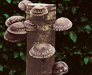 Mushroom Log 