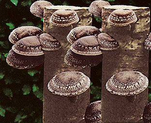 Mushroom Logs (2 - SAVE £10) 