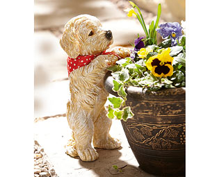 Peeping Puppy 