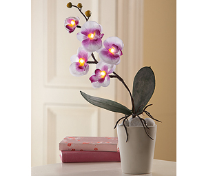 LED Moth Orchid Lights (3) 