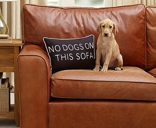 Gifts for Pets