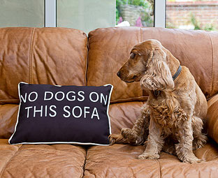 No Dogs Cushion 